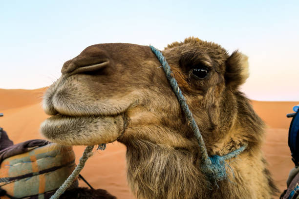 istock camel in desert, photo as background 1254666473