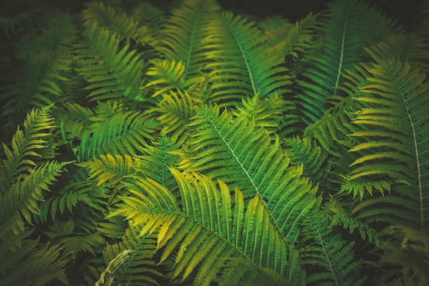 istock Full frame Tropical Matteuccia struthiopteris toned dark 1254666811