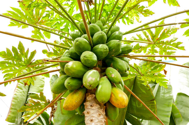 istock organic green papaya on tree 1254667463
