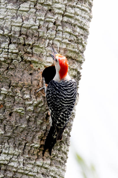 istock Red Bellied Woodpecker 1254667625