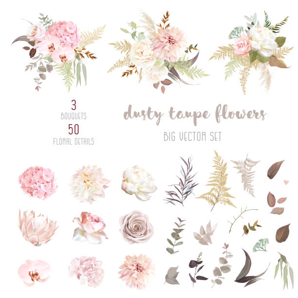 Dusty pink and ivory beige rose, pale hydrangea, peony flower, fern, dahlia Dusty pink and ivory beige rose, pale hydrangea, peony flower, fern, dahlia, ranunculus, protea, fall leaf big vector collection. Floral pastel watercolor style wedding bouquet. Isolated and editable fall flower bouquet stock illustrations