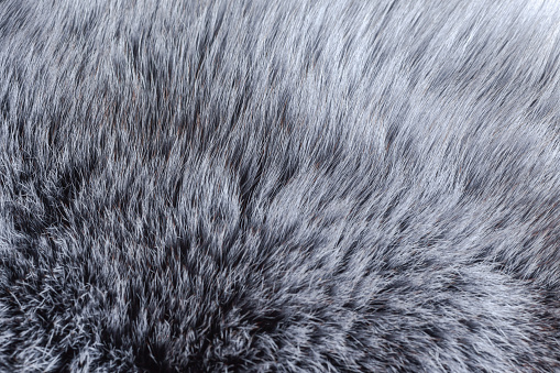 gray fur close-up, used as a background or texture. Soft focus