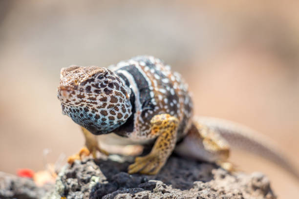 istock Close Up of Common Collared Lizard Standing on a Rock 1254670452