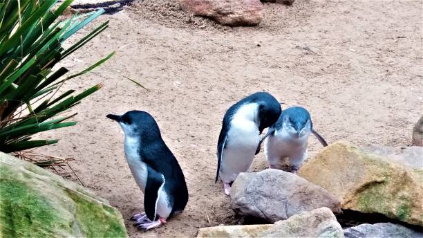 симпатичные маленькие голубые пингвины - fairy penguin стоковые фото и изображения