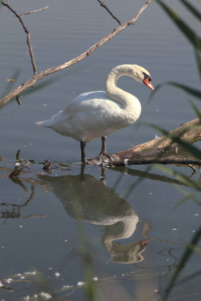 Swan next to the shore of a river