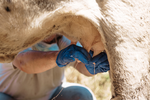 Hands milking a cow in a traditional way