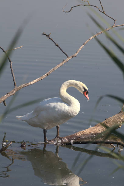 istock Swan next to the shore of a river 1254672679