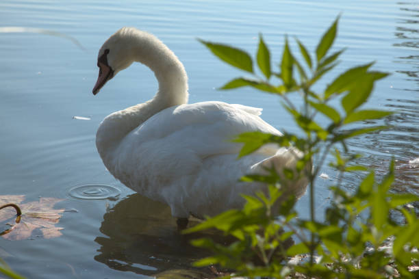 istock Swan next to the shore of a river 1254672698