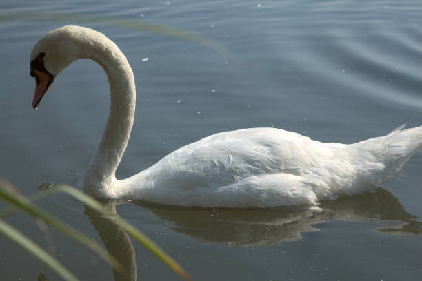 istock Swan next to the shore of a river 1254672750