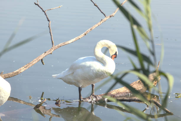 istock Swan next to the shore of a river 1254672895