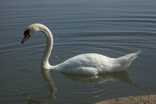 istock Swan next to the shore of a river 1254672924