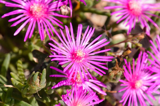 fundo de flores florescendo - 5550 - fotografias e filmes do acervo