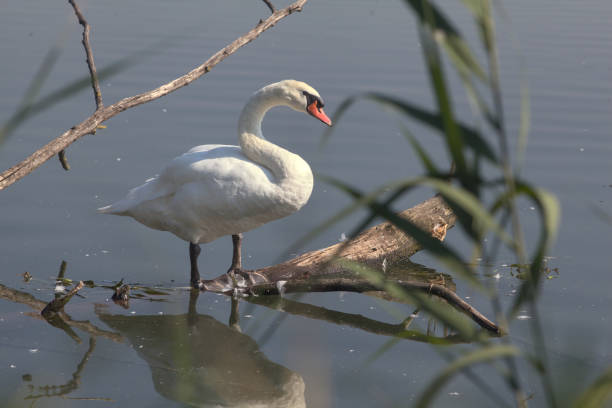 istock Swan next to the shore of a river 1254673101