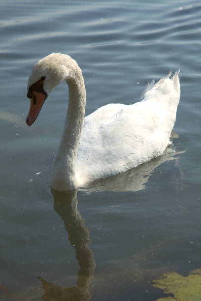 istock River in summer with swans floating on the water 1254673126