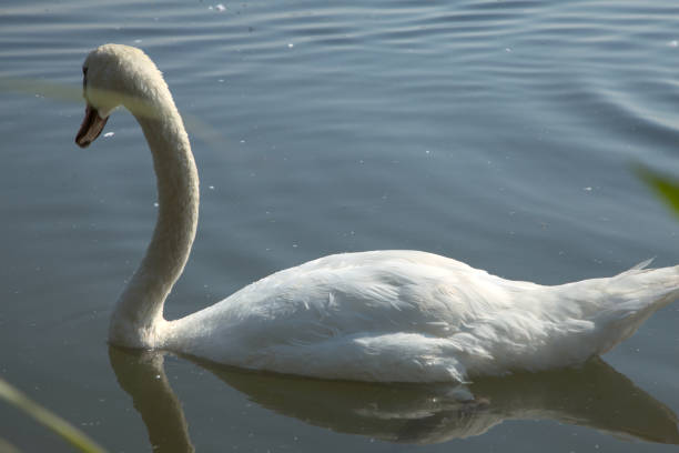 istock Swan next to the shore of a river 1254673661