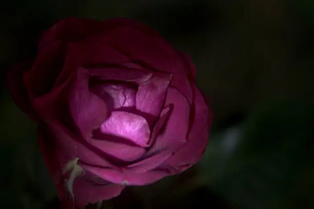 Photo of A red rose in the dark