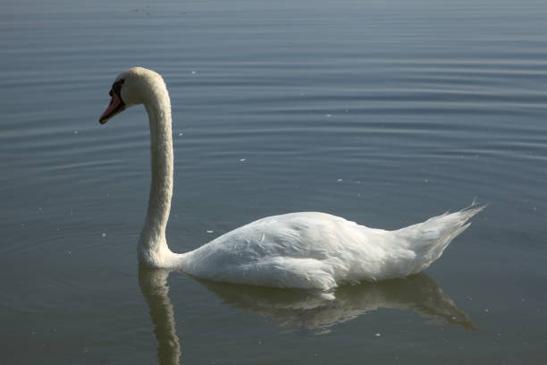Swan next to the shore of a river