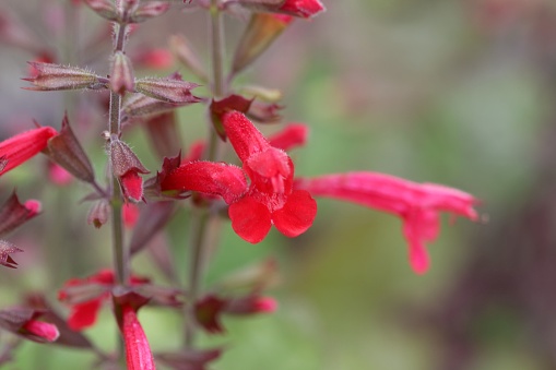 Flower of a cedar sage plant, Salvia roemeriana