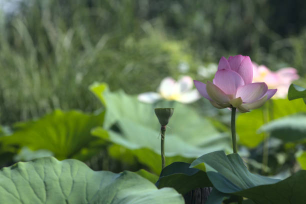 istock Lotus flowers and leaves 1254674520