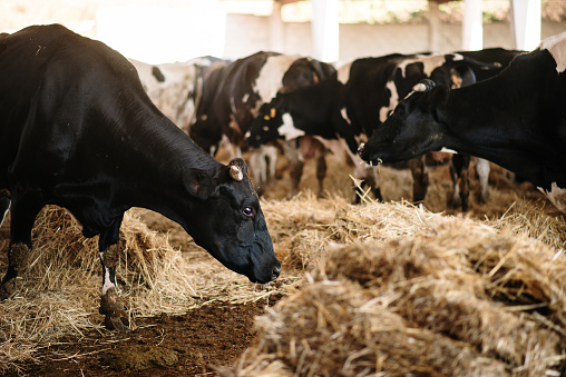 A farm with cows