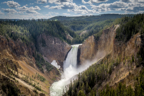 Yellowstone Grand Canyon and Lower Falls at National Park Yellowstone Grand Canyon and Lower Falls at National Park grand canyon of yellowstone river stock pictures, royalty-free photos & images