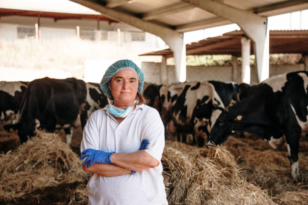 A mid adult woman working with cows in a dairy farm, looking at camera