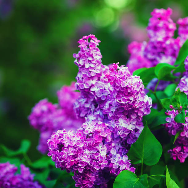 istock Blossoming purple lilacs 1254676666