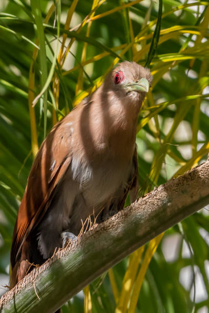 istock Cat-Soul landed on palm tree (Squirrel Cuckoo / Piaya cayana) 1254678377