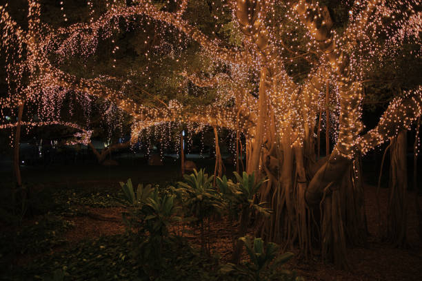 istock Tree lit up with fairy lights Brisbane 1254678916