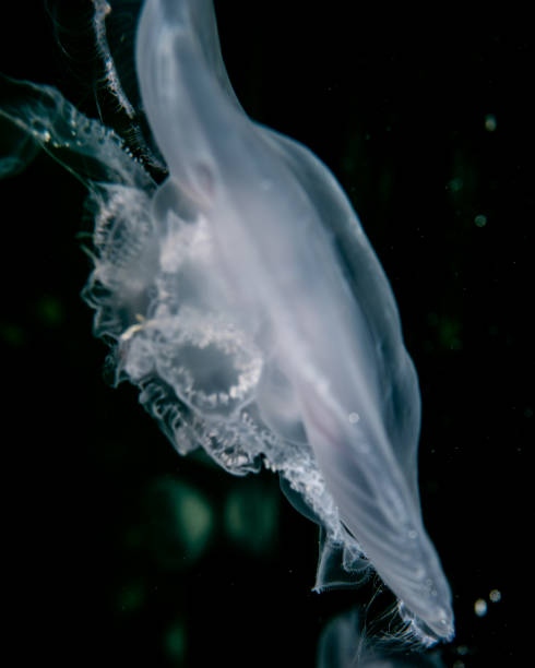 istock Jellyfish in the dark blue atlantic ocean 1254678969