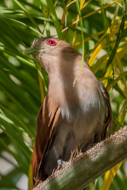istock Cat-Soul landed on palm tree (Squirrel Cuckoo / Piaya cayana) 1254679041