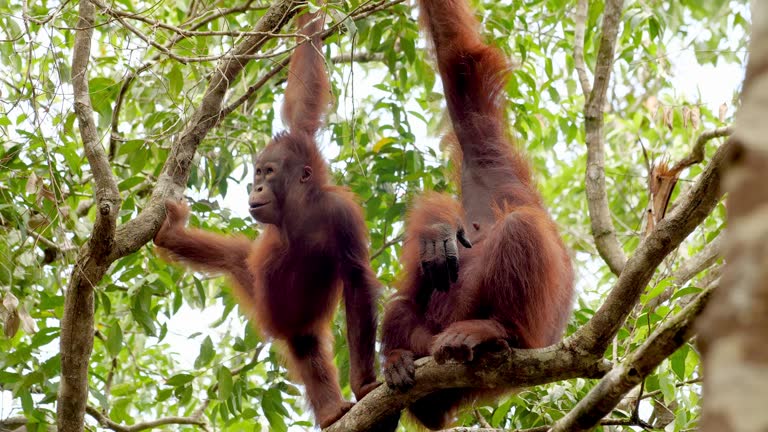 Two orangutans in a tree