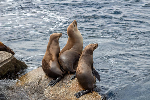istock California wild nature 1254679111
