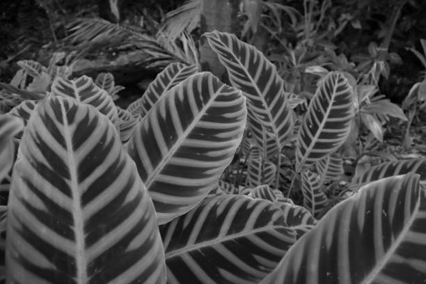 istock Black & White leaves in Brisbane 1254680907