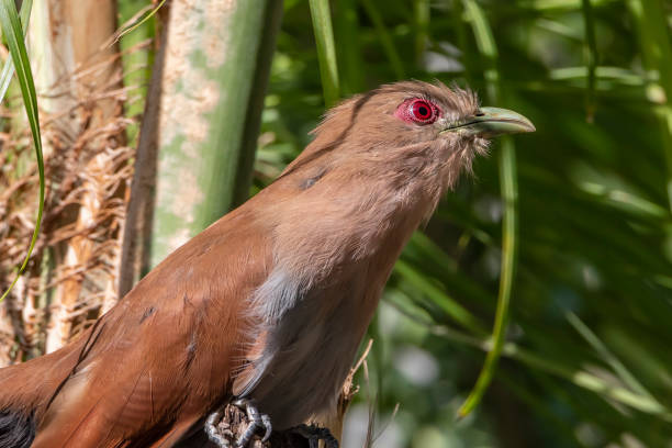 istock Cat-Soul landed on palm tree (Squirrel Cuckoo / Piaya cayana) 1254681706