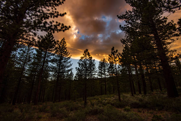 istock pine tree silhouettes against colorful sunset clouds sky 1254681905