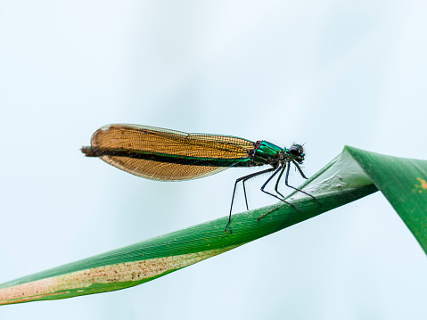 A macro shot of a banded demoiselle on a plant