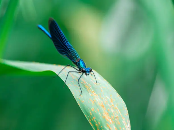 Male Banded Demoiselle (Calopteryx splendens) sitting on a blade of grass near a river. It is a species of damselfly belonging to the family Calopterygidae.