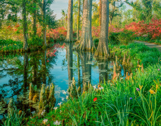 un refrescante jardín del sur está lleno de cipreses, flores y agua. - forest pond landscaped water fotografías e imágenes de stock