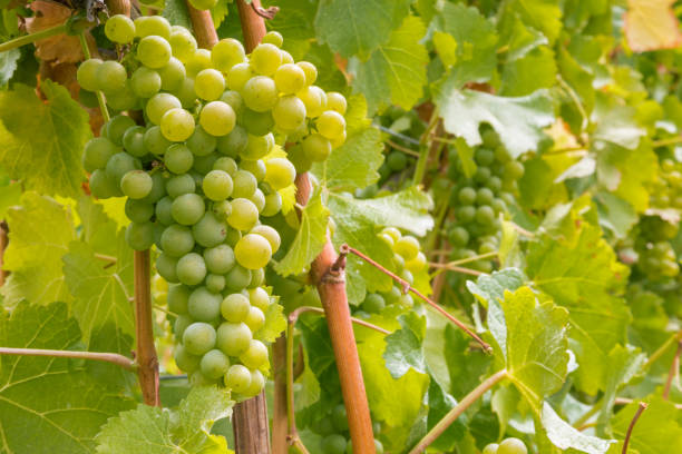 uvas sauvignon blanc maduras na videira em vinhedo com fundo desfocado e espaço de cópia - vineyard ripe crop vine - fotografias e filmes do acervo