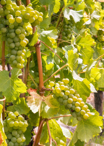 istock ripe pinot gris grapes on vine in vineyard with blurred background 1254682974