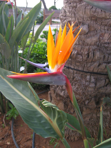istock bright orange yellow Strelitzia flowers on a blurred background 1254683753