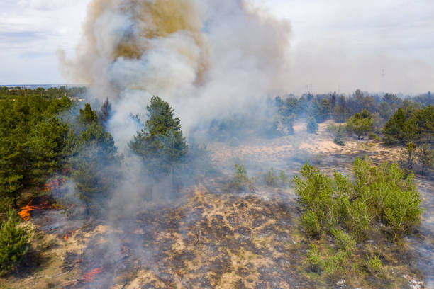 istock Forest fire in the coniferous forest, aerial view. The human factor that caused the disaster. Shooting from the drone. 1254684107