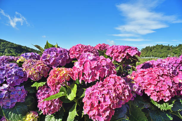 istock Hydrangea flowers in garden 1254685150