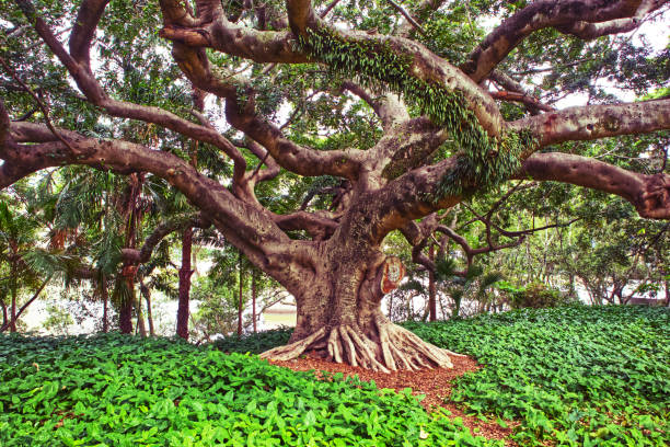 istock Tree in Brisbane botanical gardens 1254685315
