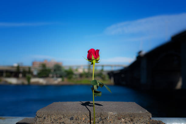 rose on the waterfront - portland oregon oregon waterfront city imagens e fotografias de stock