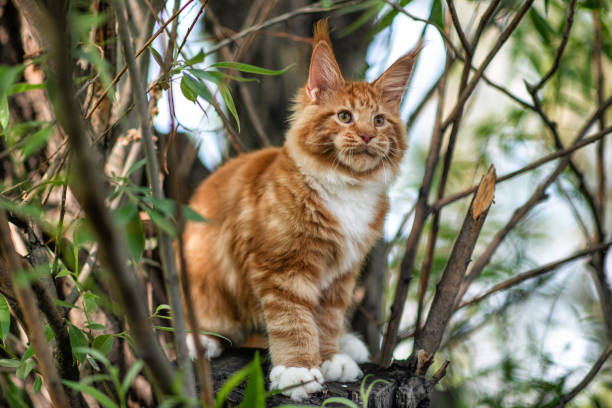 istock A big red maine coon kitten sitting on a tree. 1254686119