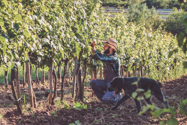 Young Winemaker on the wineyard Young man working in the vineyard with his german wirehaired pointer serbian raki stock pictures, royalty-free photos & images