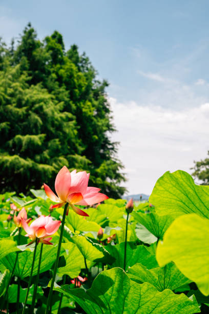 istock Lotus flower field under blue sky in Korea 1254687052