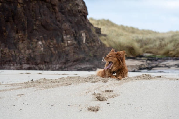 istock Happy red dog yawning on beach 1254687180